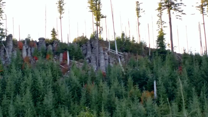 Menagerie Wilderness