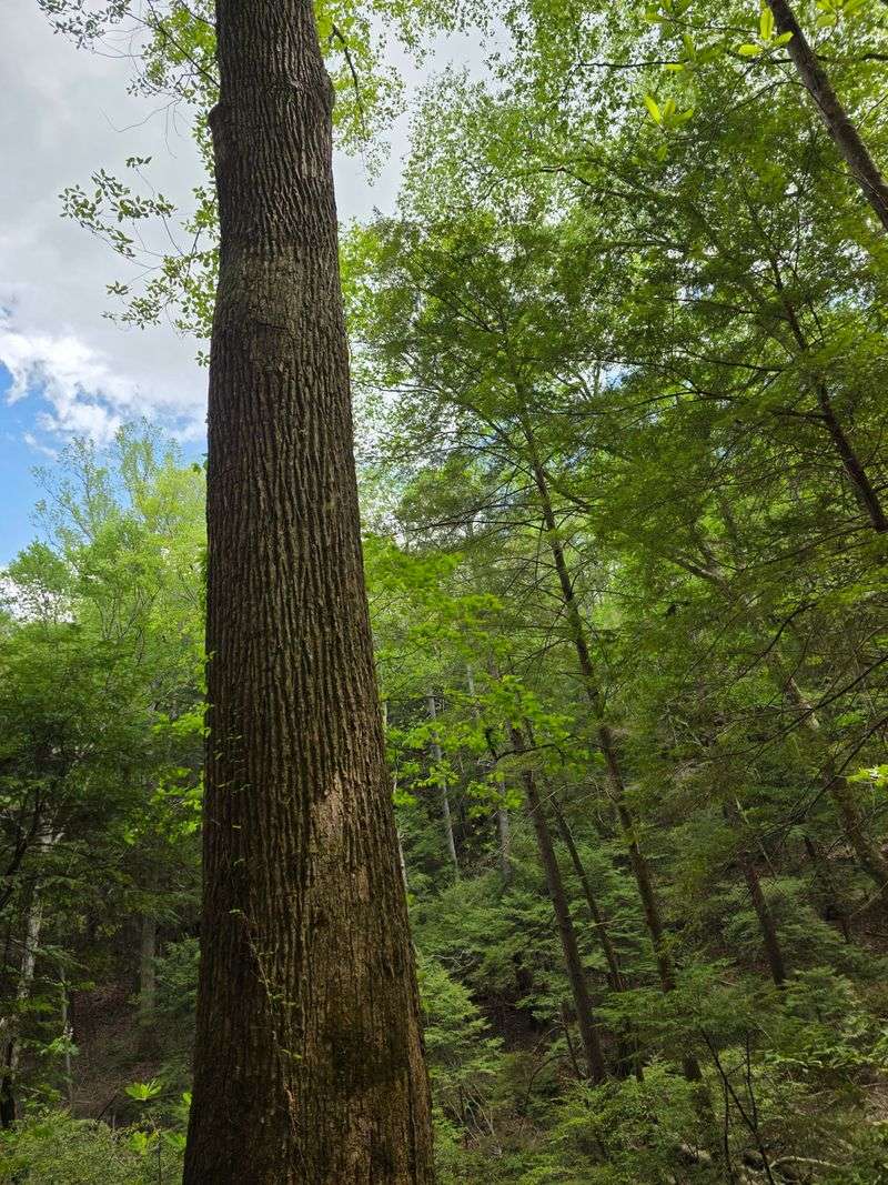 Old-Growth Echoes In The Hemlocks