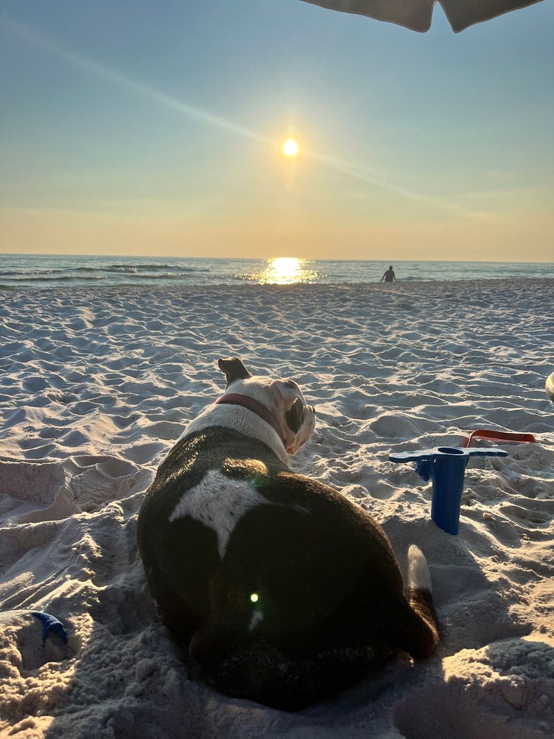 A Beloved Spot For Dog-Friendly Beach Days