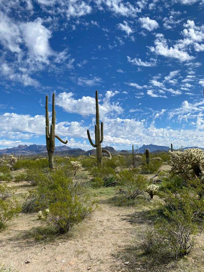 Gateway To Organ Pipe: Big Nature, Small Base