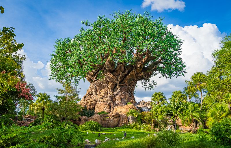 Disney's Animal Kingdom Theme Park – Walt Disney World Resort