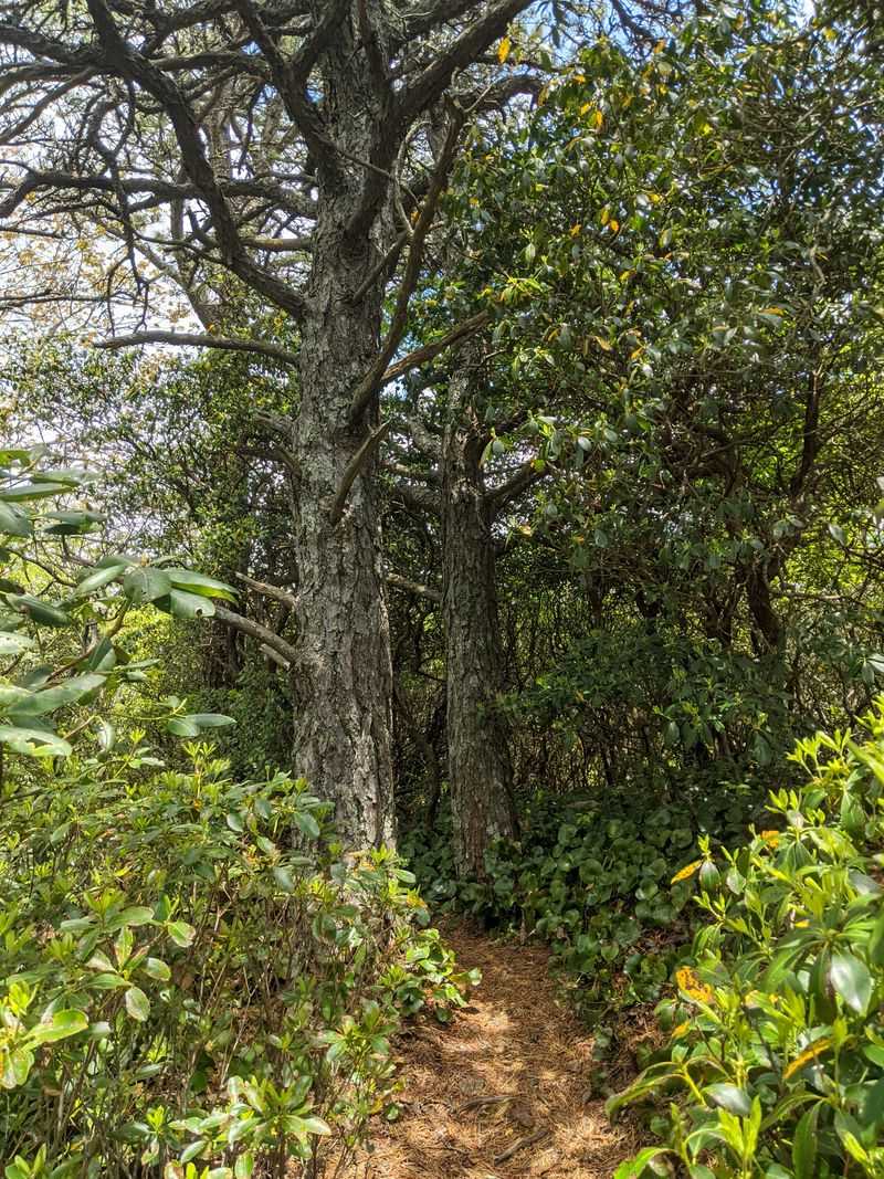 Graybeard Trail (Black Mountain)