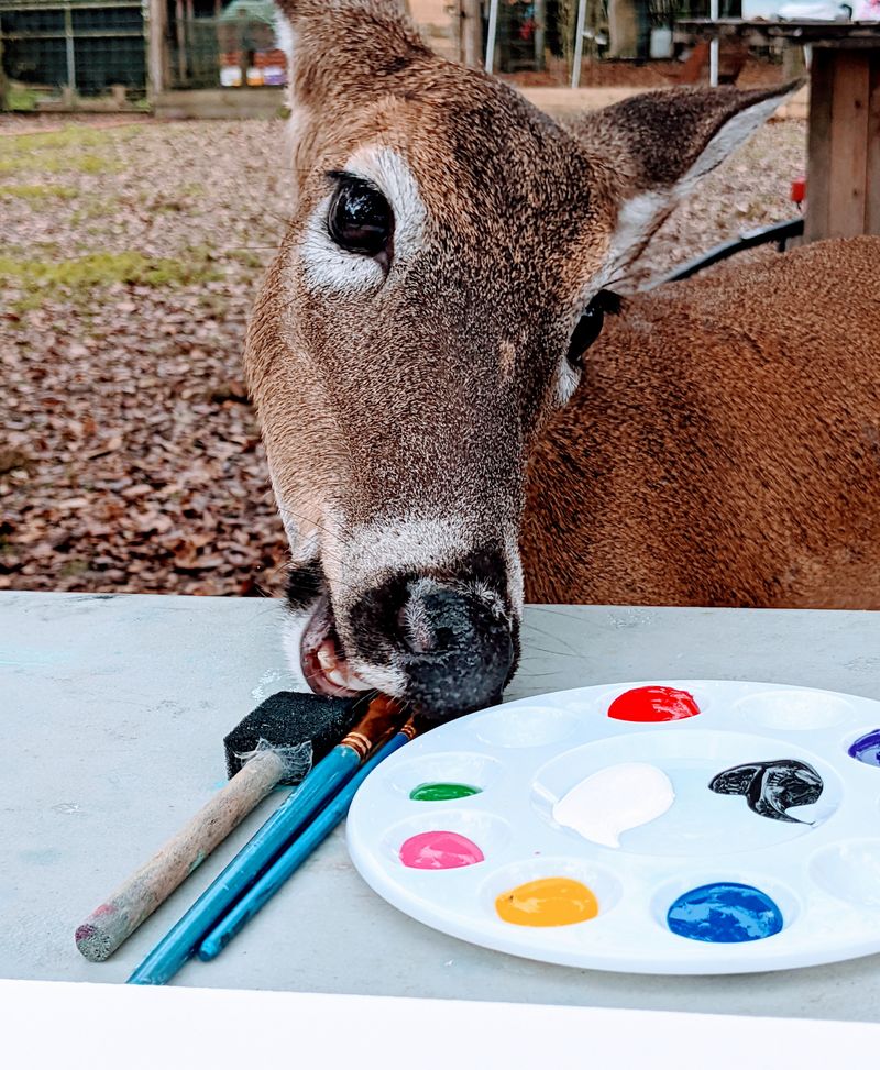 Home To Primates You'd Rarely See Outside A Zoo