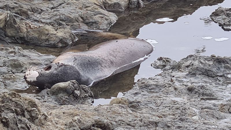 A Paradise For Tide Pooling, Whale Watching, And Spotting Seals And Shorebirds