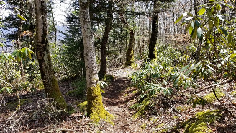 Little Butt Trail (Pisgah National Forest)