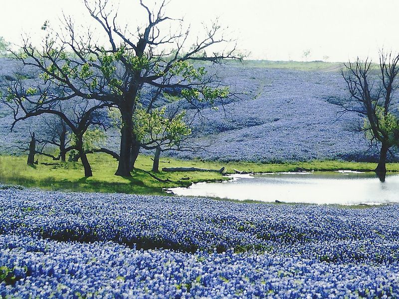 Marvelling At Bluebonnets