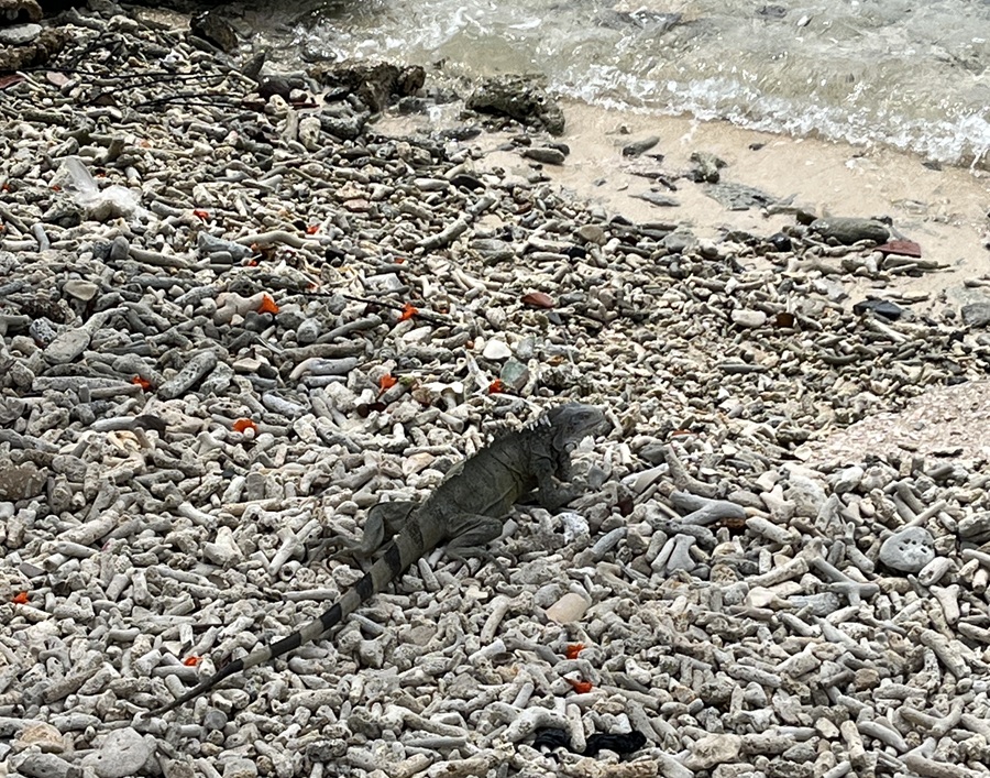 Iguana on the Beach in Bonaire