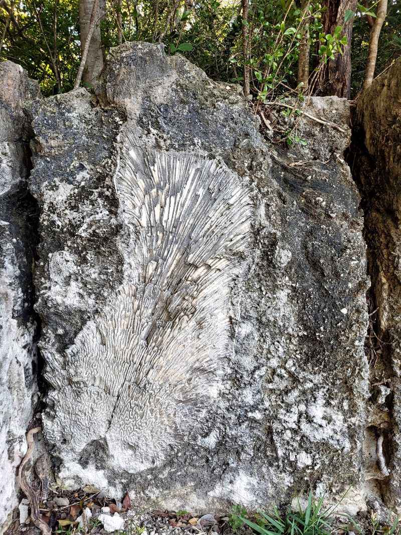Windley Key Fossil Reef Geological State Park