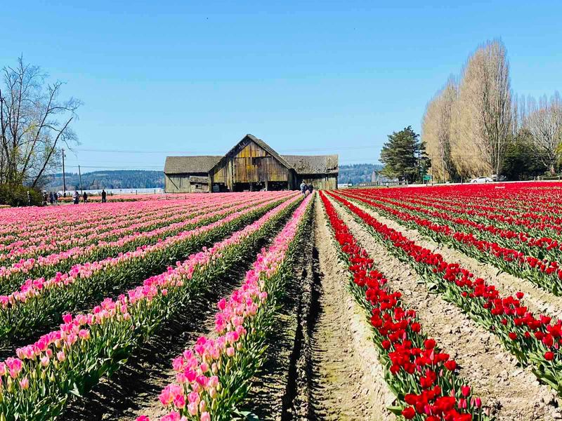 From Tulips To Tranquil Waters: Why Locals Can't Get Enough Of La Conner