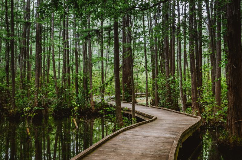 Woods Bay State Park (Olanta)