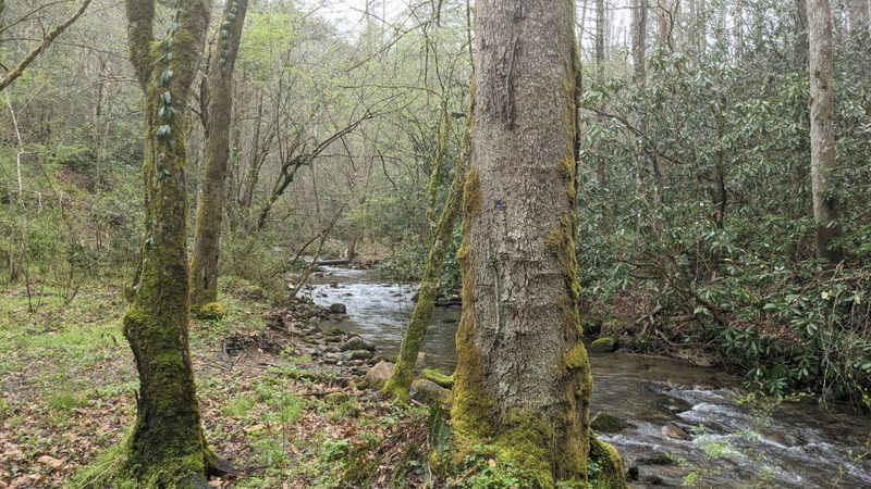 The Wilderness Starts Steps From The Sidewalk