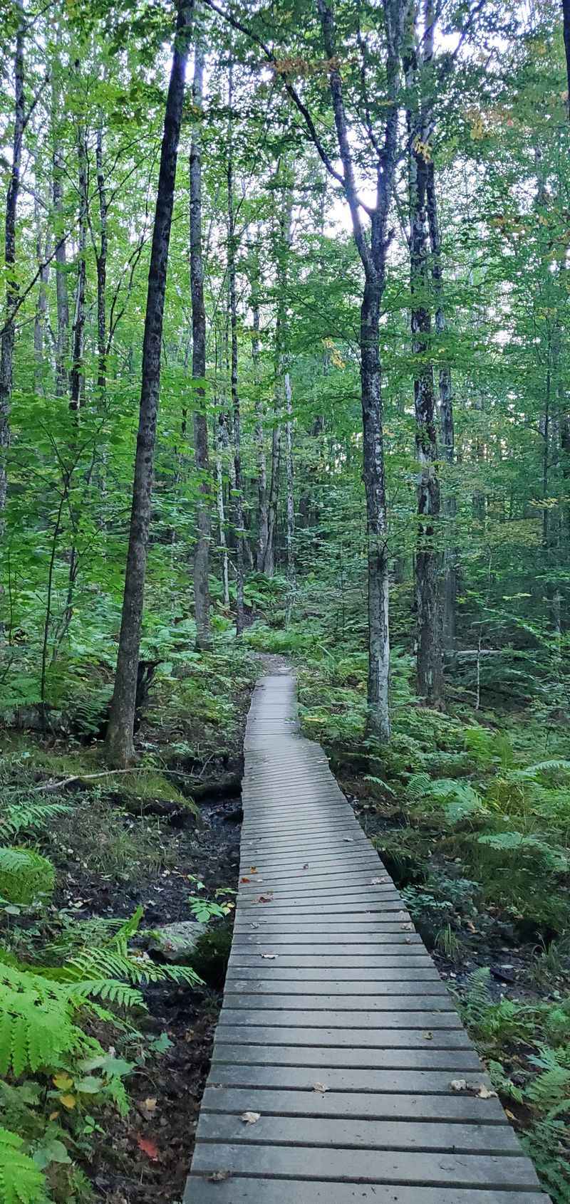 Property Values And Community Character Face Transformation