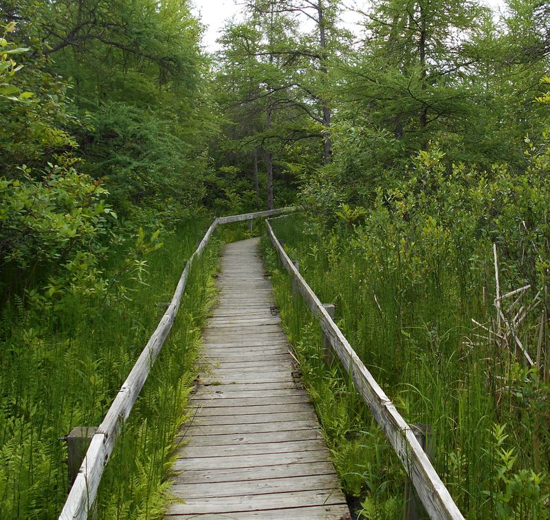 Volo Bog State Natural Area