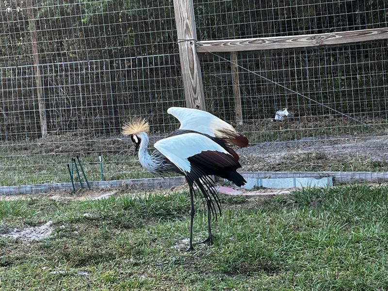 The Sanctuary Actively Opposes Exotic Pet Ownership