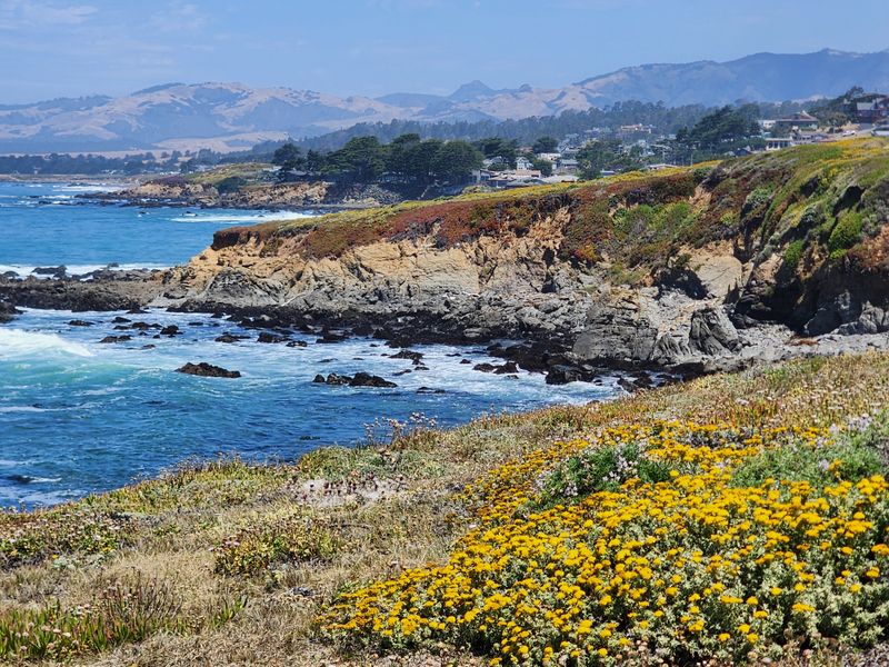 The Fiscalini Ranch Preserve Protects A Wild Stretch Of Oceanfront Bliss