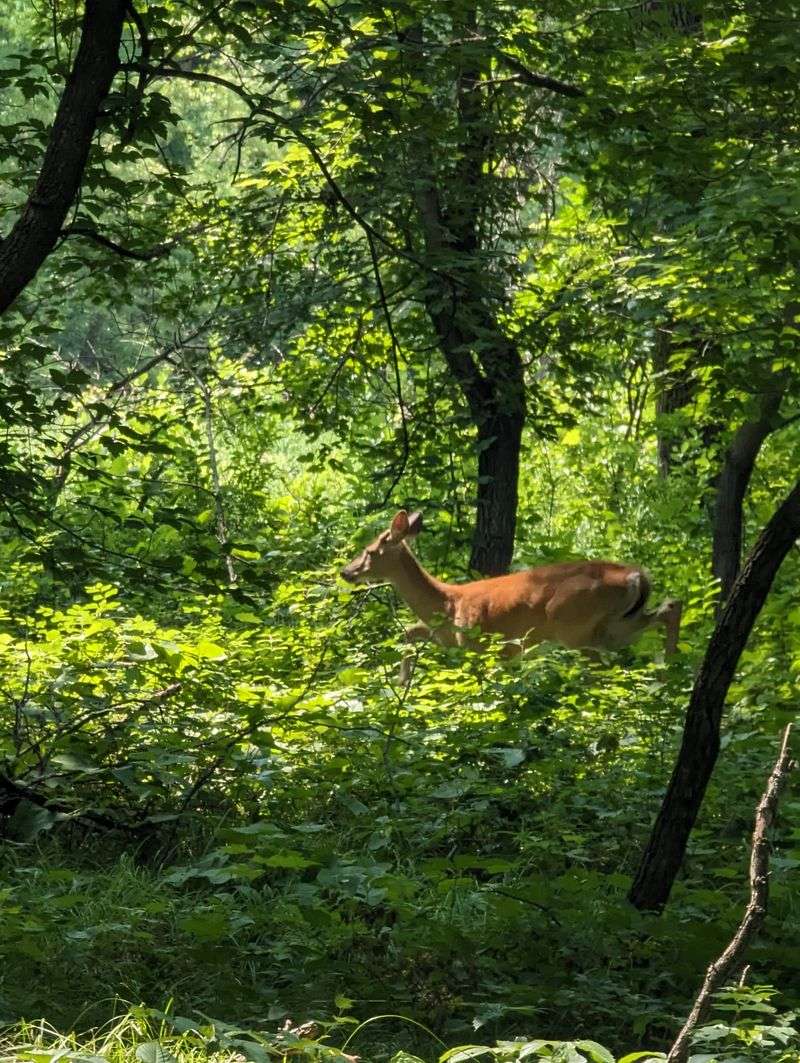 Paths Through The Turtle Mountains