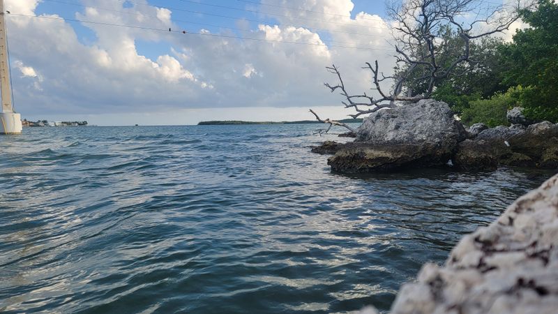Windley Key Fossil Pages Underfoot