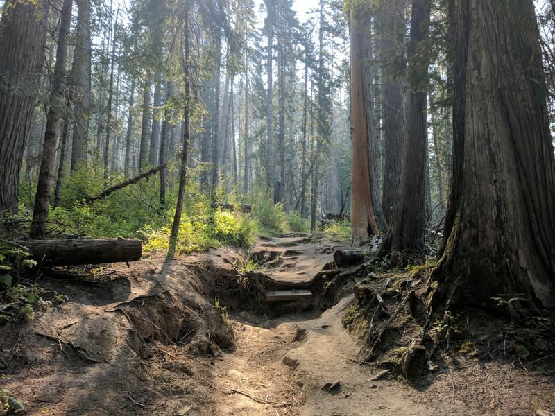 Clearwater National Forest