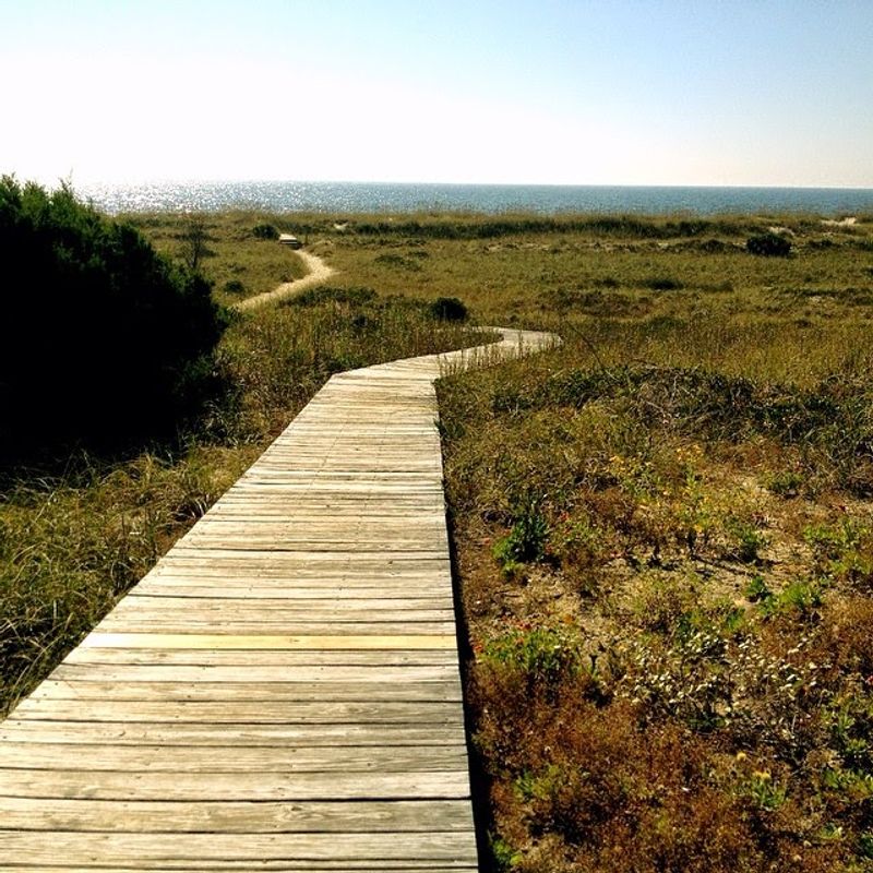 Wildlife Moments That Happen Without Trying — From Foxes to Sea Turtles