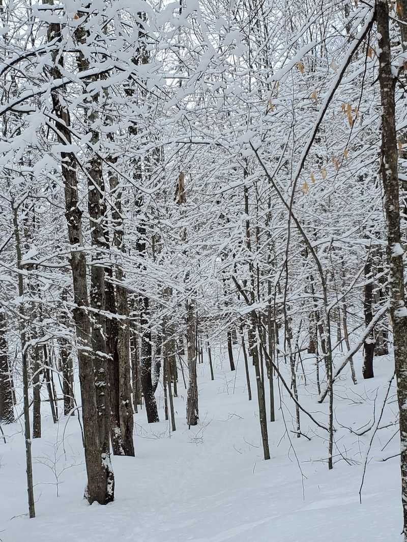 Trail Erosion From Heavy Foot Traffic Damages Ecosystems