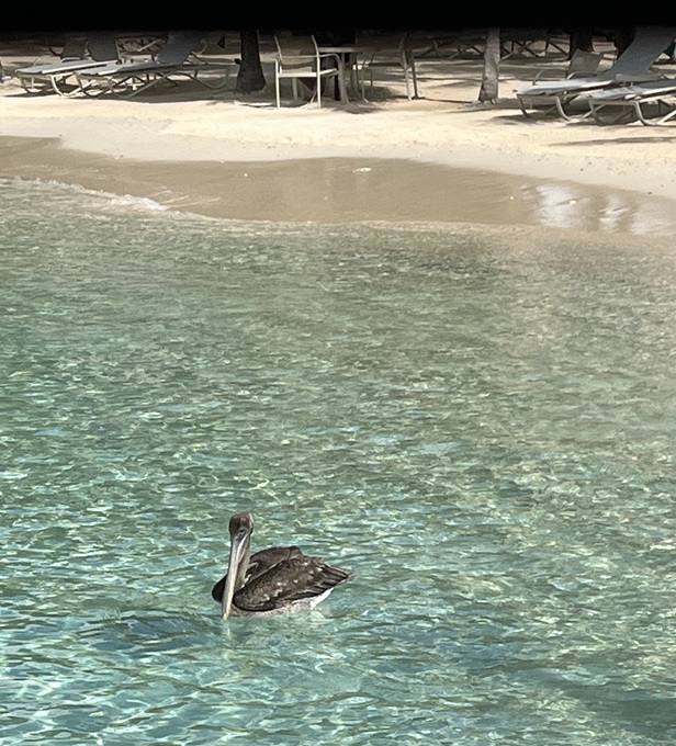 Pancho the Pelican who hangs out at Harbour Village most days
