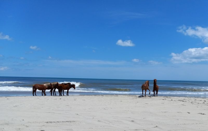 Carova Beach (Currituck County)