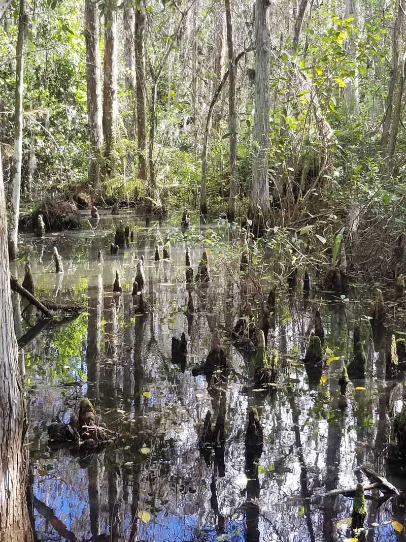 Arthur R. Marshall Loxahatchee National Wildlife Refuge (Boynton Beach)