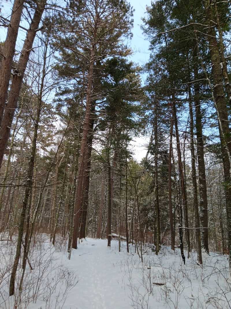Winter’s Soft Geometry Under The Pines