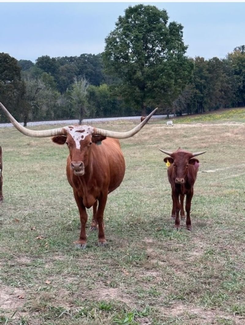 Obsessing Over Longhorns