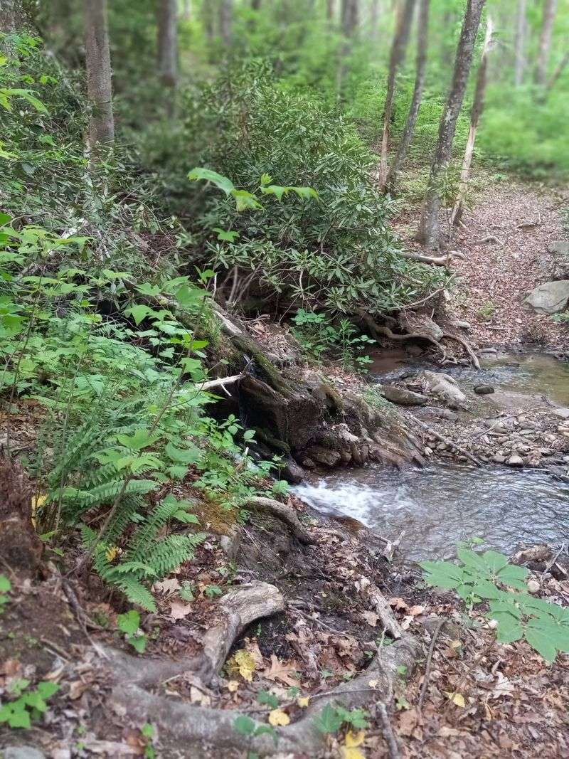 Nearby Nature Trails Built For Gentle Exploration, Not Rush