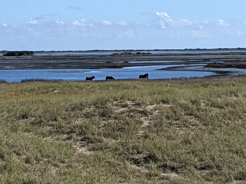 Two Rules Of Shackleford: Tents Only, And Wild Horses Everywhere