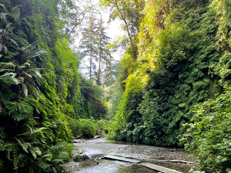 Fern Canyon