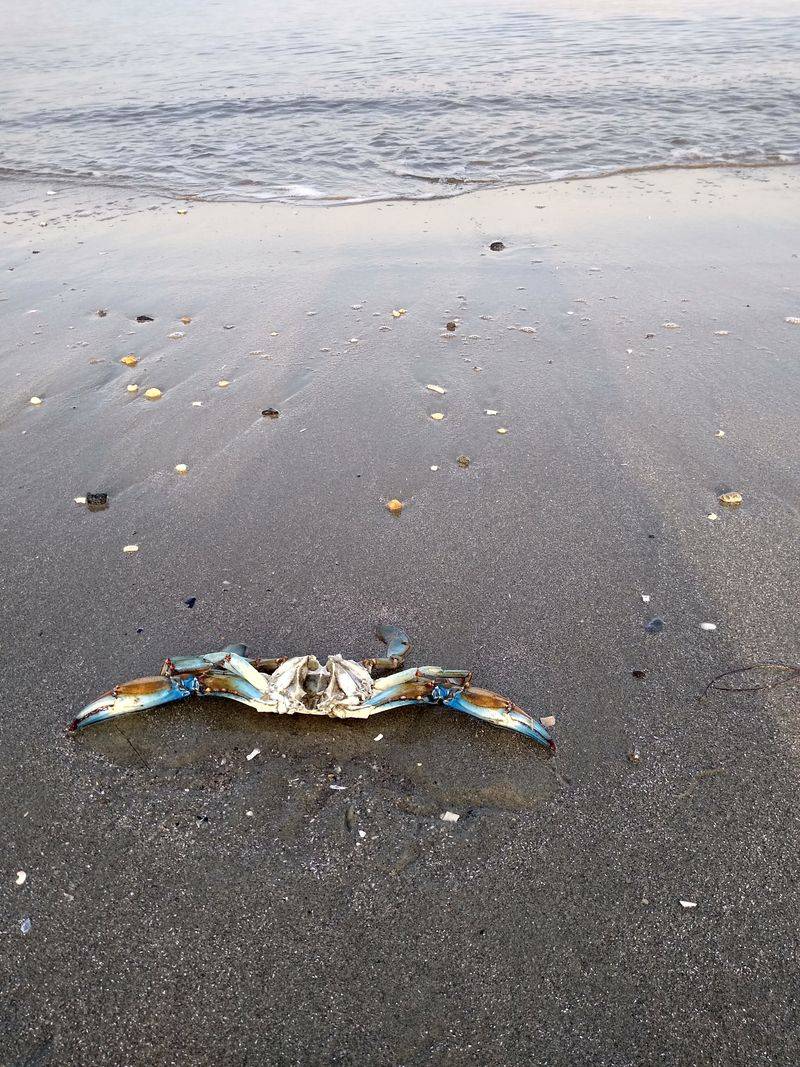 Horseshoe Crabs Are A Seasonal Sight Along The Shore