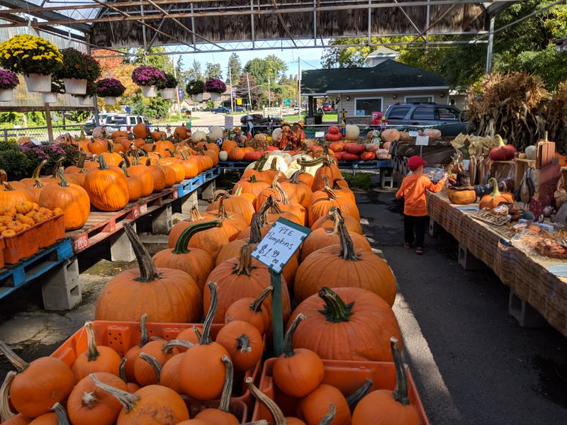 The Naples Grape Festival And Its Seasonal Charm