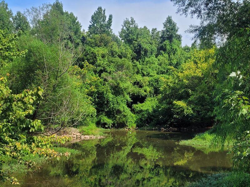Little Sugar Creek Greenway (Multiple Neighborhoods)