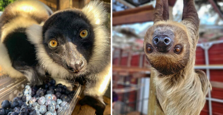 The Hidden Animal Sanctuary In Florida Where You Can Meet Exotic Creatures