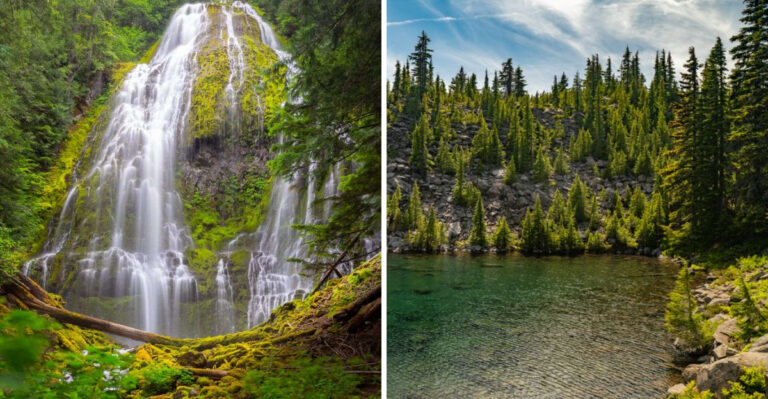 The Hidden Forests Of Oregon That Are Being Overrun