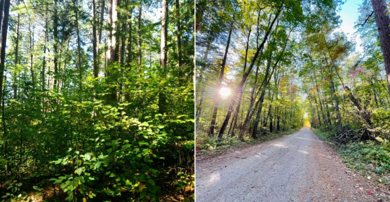 The Secret Minnesota Forest Trails Where Locals Go To Disconnect