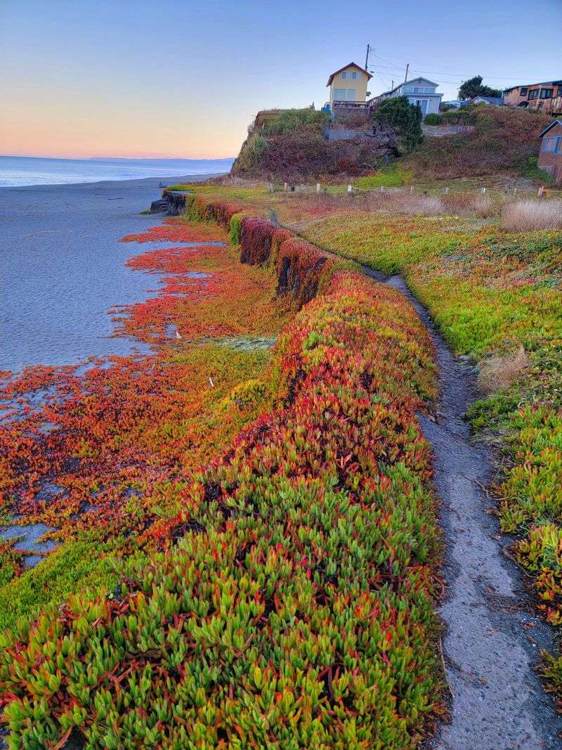A Community That Protects Its Coastline Like a Local Treasure