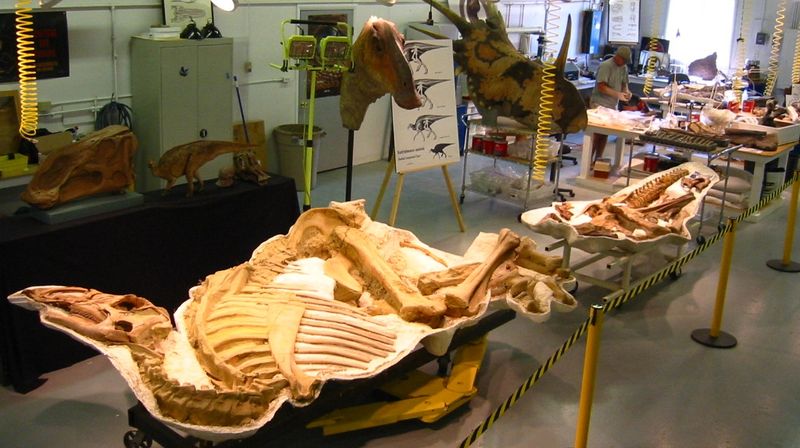 Meet Leonardo The Mummy Dinosaur