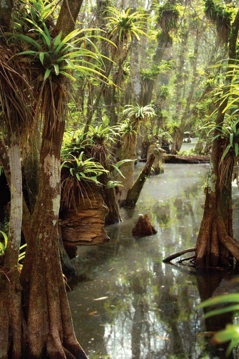 Fakahatchee Strand Preserve State Park