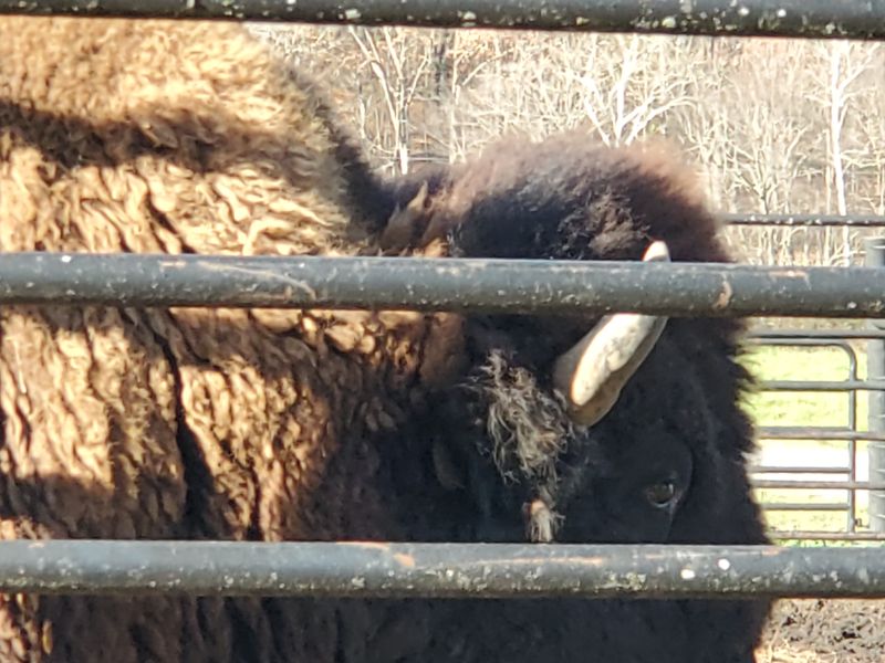 The Buffalo Herds That Surprise First-Time Visitors