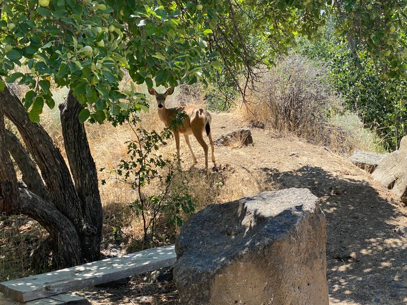 Wildlife Encounters Along A Quiet Ribbon Of Forest And River
