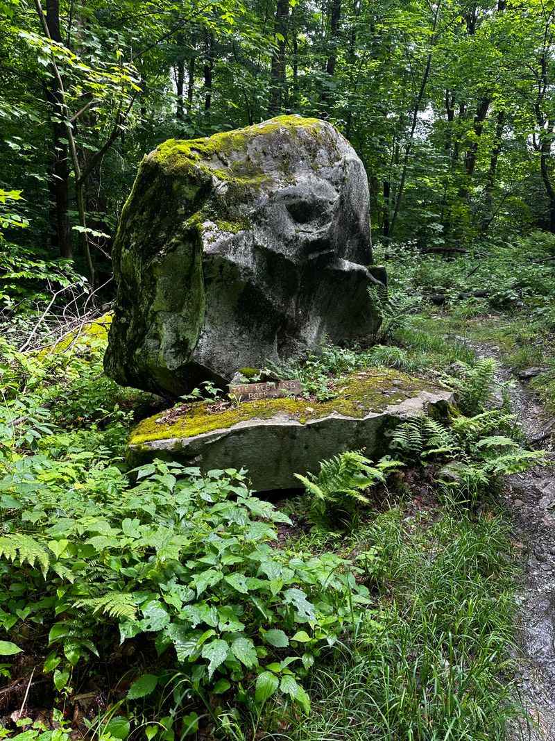 Overcrowding Threatens The Forest's Peaceful Character