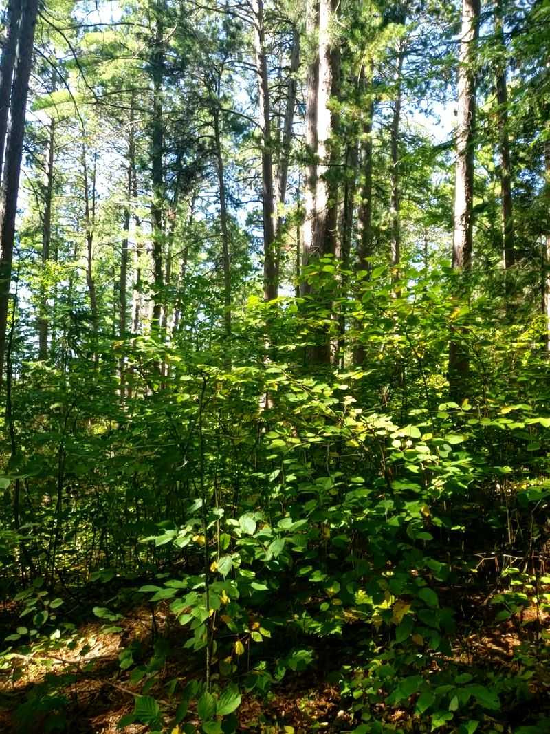 Finding History In The Map’s Mistake