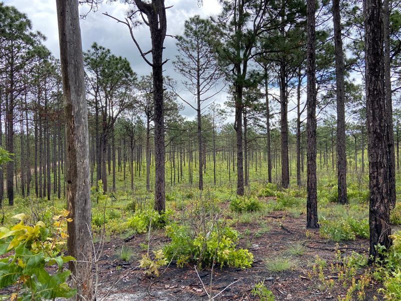 Carolina Sandhills National Wildlife Refuge (Near McBee)