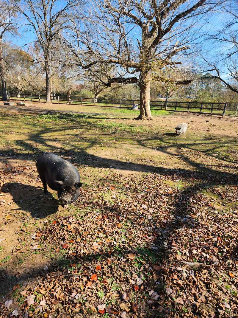 Why This Is A True Animal Sanctuary, Not A Zoo