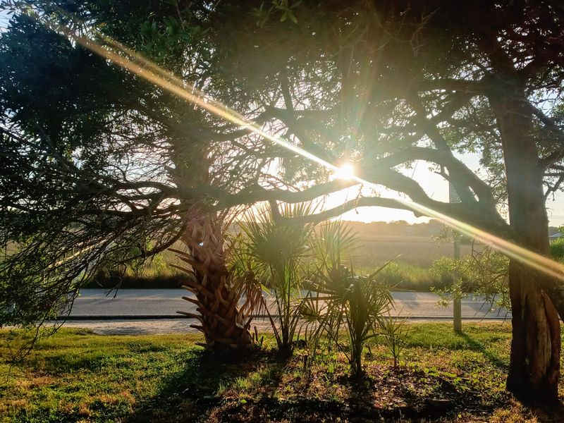 Brookgreen Gardens And Huntington Beach State Park Nearby