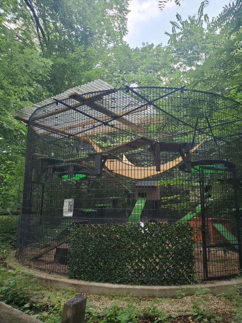 How Breeding Programs Help Save Endangered Species