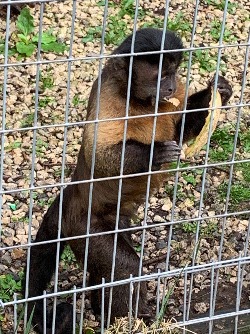 What Happens When Exotic Pets Become Unwanted